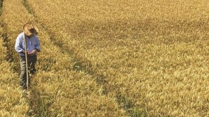 Türkiye’de Durum Buğdayının Yüzde 100’ünü Yerel Üreticiden Temin Ediyor