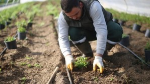 Aydın Büyükşehir Belediyesi Yeni Tarım Ürünlerinin Üretimine Başladı