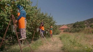 Antalyalı Kadın Üreticilerin Meyveleri Migros Raflarında