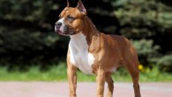 Danıştaydan “American Staffordshire Terrier” kararı