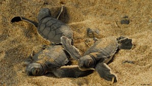 Hunutlu Santrali: Deniz kaplumbağaları tehdit altında