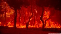 AB içinde 700 bin hektar ormanlık alan yandı