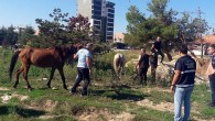 Başıboş atlar yakalandı
