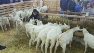 Mustafakemalpaşa’da koyun keçi ekipmanları tanıtım festivali hazırlıkları başladı