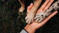 Evcil Hayvanlarla Kurulan Bağlar, Pozitif Duyguları Artırıyor