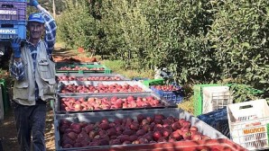 Migros Yerel Üreticilerden 12 Bin Ton Elma Alacak