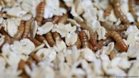 AB’de cırcır böceği tozu yeni gıdalar arasında