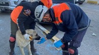 Buca Belediyesi veterinerleri deprem bölgesinde