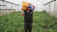 Aydın Büyükşehir Belediyesi Bu Yıl da Ata Tohumlarından Sebze Hasadına Başladı