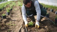 Aydın Büyükşehir Belediyesi Yeni Tarım Ürünlerinin Üretimine Başladı