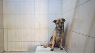 Gaziemir Belediyesi: Uyutulduğu öne sürülen köpek şuanda izolasyon koşulları altında veterinerliğimizde tedavi edilmektedir
