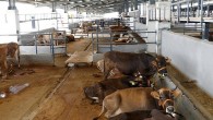 İnegöl Hayvan Pazarı 23 Mart’a Kadar Kapatıldı