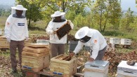 Büyükşehir’den arıcılara 55 ton arı yemi