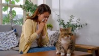 Akıllı mamalar, kedi alerjilerini ortadan kaldırabilir
