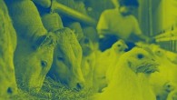 Hayvan Beslemenin Küresel Lideri Nutreco, 2022 Sürdürülebilirlik Raporu’nu Yayınladı