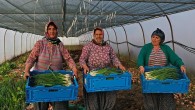 Kocaeli Büyükşehir Belediyesinden kooperatiflere yüzde 75 hibeli tarım desteği