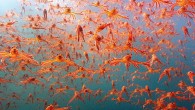 Okyanustaki Casus: Derin Denizlere Kameralarla Yolculuk