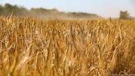 Buğday fiyatları Türkiye’yi nasıl etkileyecek?