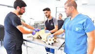 İzmir’de bir yılda 25 bin kedi ve köpek kısırlaştırıldı