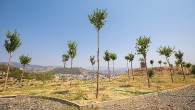 Karşıyaka’da iklim krizine karşı 95 bin ağaç toprakla buluşturuldu