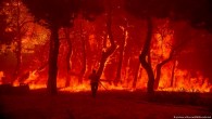 Küresel ısınma: Orman yangınlarıyla nasıl mücadele ediliyor?