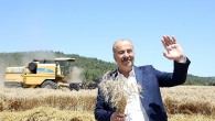 Mudanya’da buğday hasadı zamanı 
