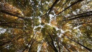 Ormanlar iklim krizini nasıl önleyebilir?