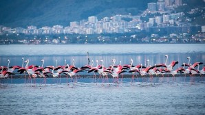 Arıtma lideri İzmir’in denizi de “mükemmel” çıktı