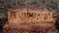 Çevreciler: Akbelen’de ağaçların beşte üçü kesildi