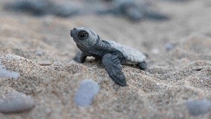 Mavi Gönüllüleri, Indigo Turtles projesi ile Caretta Caretta’ları Akdeniz’le buluşturmaya devam ediyor