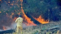 Türkiye’de orman yangınlarıyla mücadele yeterli mi?