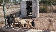 Egeli ihracatçılardan barınak hayvanlarına mama yardımı