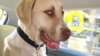 Kadıköy Belediyesi Geçici Hayvan Bakımevi’nden Sahiplendiği Görme Engelli Köpeğine Ev Kiraladı