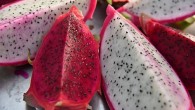 Egzotik dünyanın lezzeti : Ejder meyvesi Mustafakemalpaşa’da