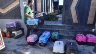 İzmir’de mobil araçla kısırlaştırma hizmeti sürüyor