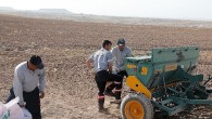 Nevşehir belediyesi yerli tohum ile buğday ekimi gerçekleştirdi
