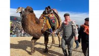 Kemalpaşa, geleneksel deve güreşi festivali’yle reklendi