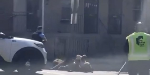 ABD’de polis, köpekleri tek tek vurarak saldırıya uğrayan adamı kurtardı. 
